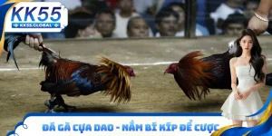 Đá gà cựa dao hướng dẫn cách chơi từ cao thủ