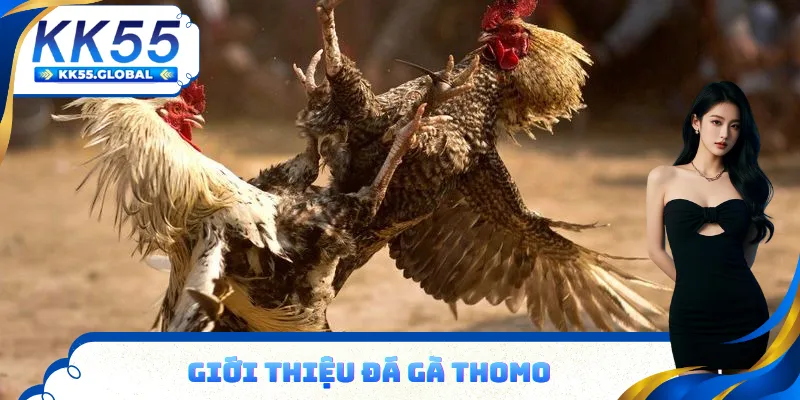 Đá gà Thomo tổ chức ở đấu trường lớn