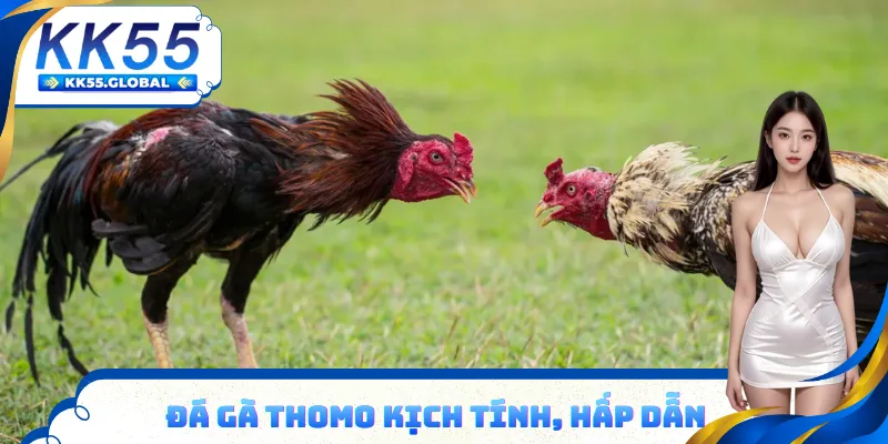 Đá gà Thomo bí quyết thắng lớn từ cao thủ