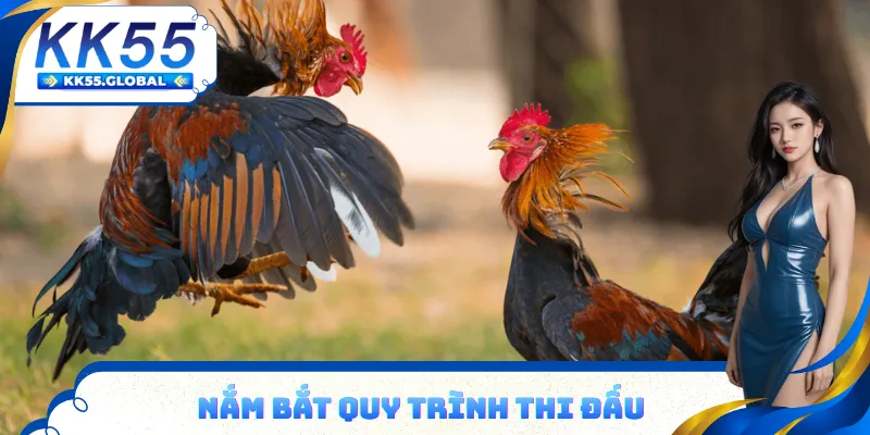Nắm bắt quy trình đá gà trên sân để theo dõi